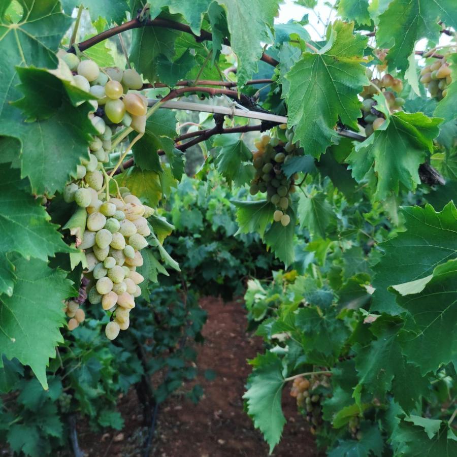 Masseria La Foggia Фазано Екстериор снимка